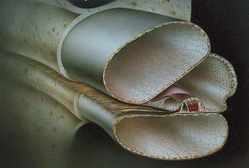 Cortijev organ