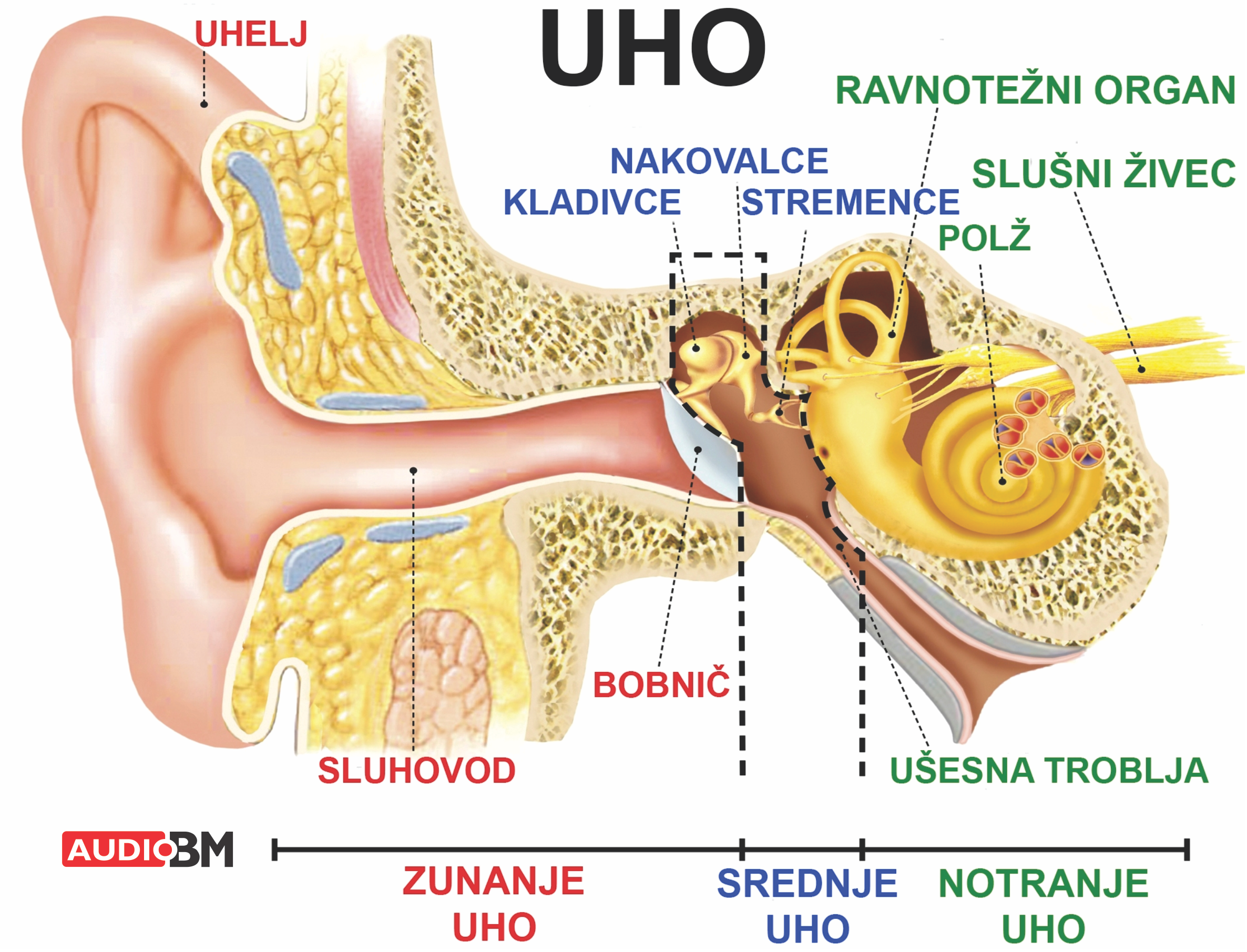 UHO AUDIO BM slusni aparati - Zgradba usesa - zunanje srednje in notranje uho - uhelj sluhovod bobnic kladivce nakovalce stremence polz ravnotezni organ