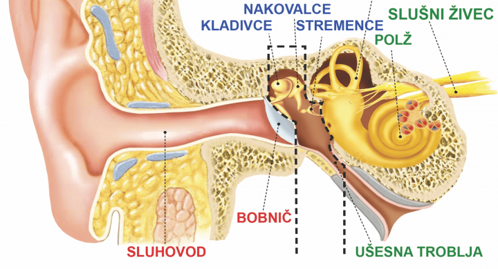 Uho-zgradba-delovanje-sluha-zunanje-srednje-notranje-ravnotezni-organ-audio-bm-slusni-aparati-svetovanje-test