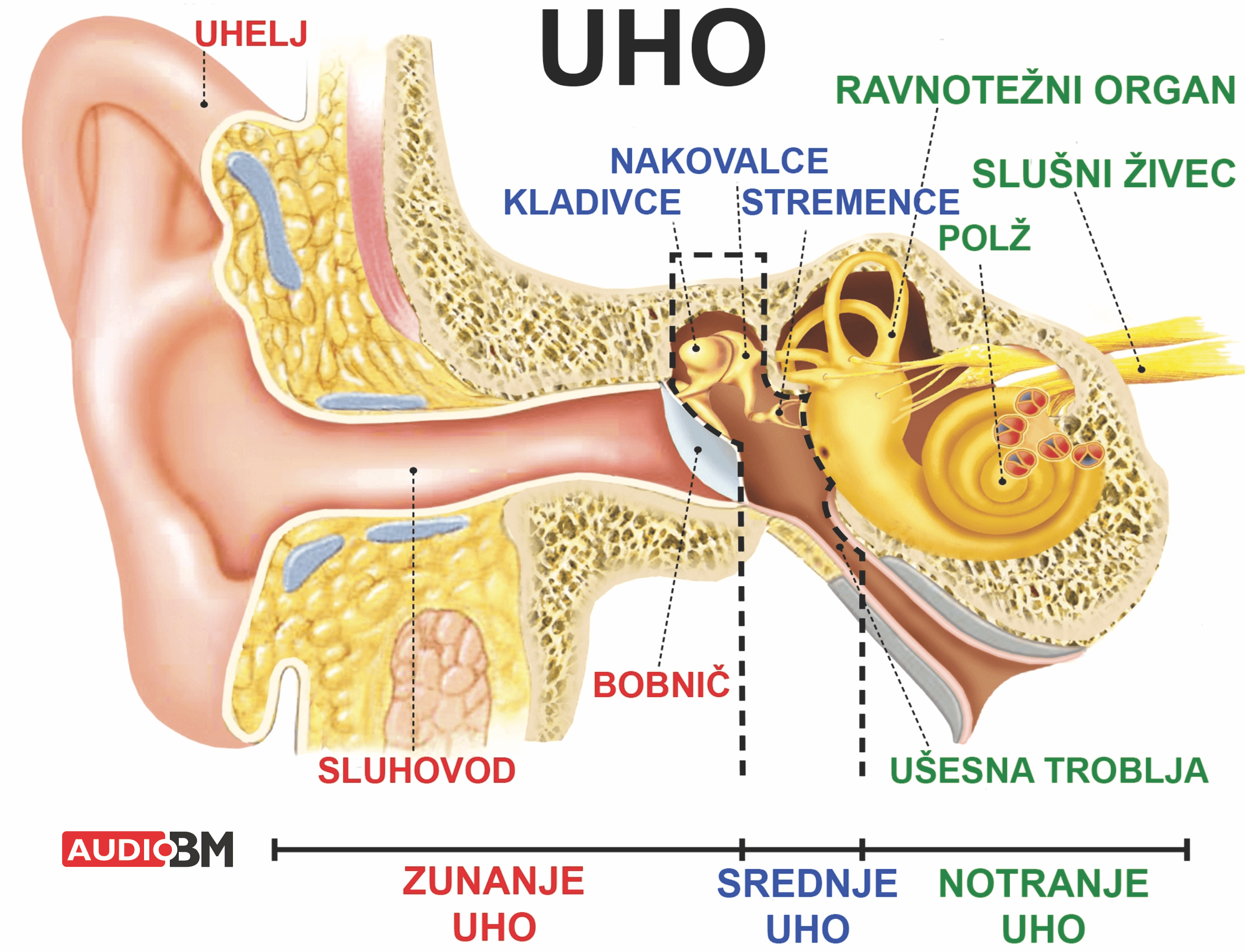Uho-zgradba-delovanje-sluha-zunanje-srednje-notranje-ravnotezni-organ-audio-bm-slusni-aparati-svetovanje-test
