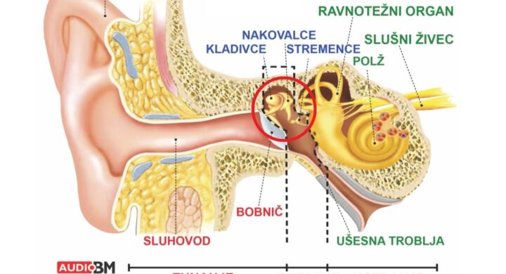 Akusticni-stapedius-refleks-lastnosti-ucinek-zascitna-vloga-audio-bm-slusni-aparati-svetovanje